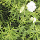 Image of Lychnis alba