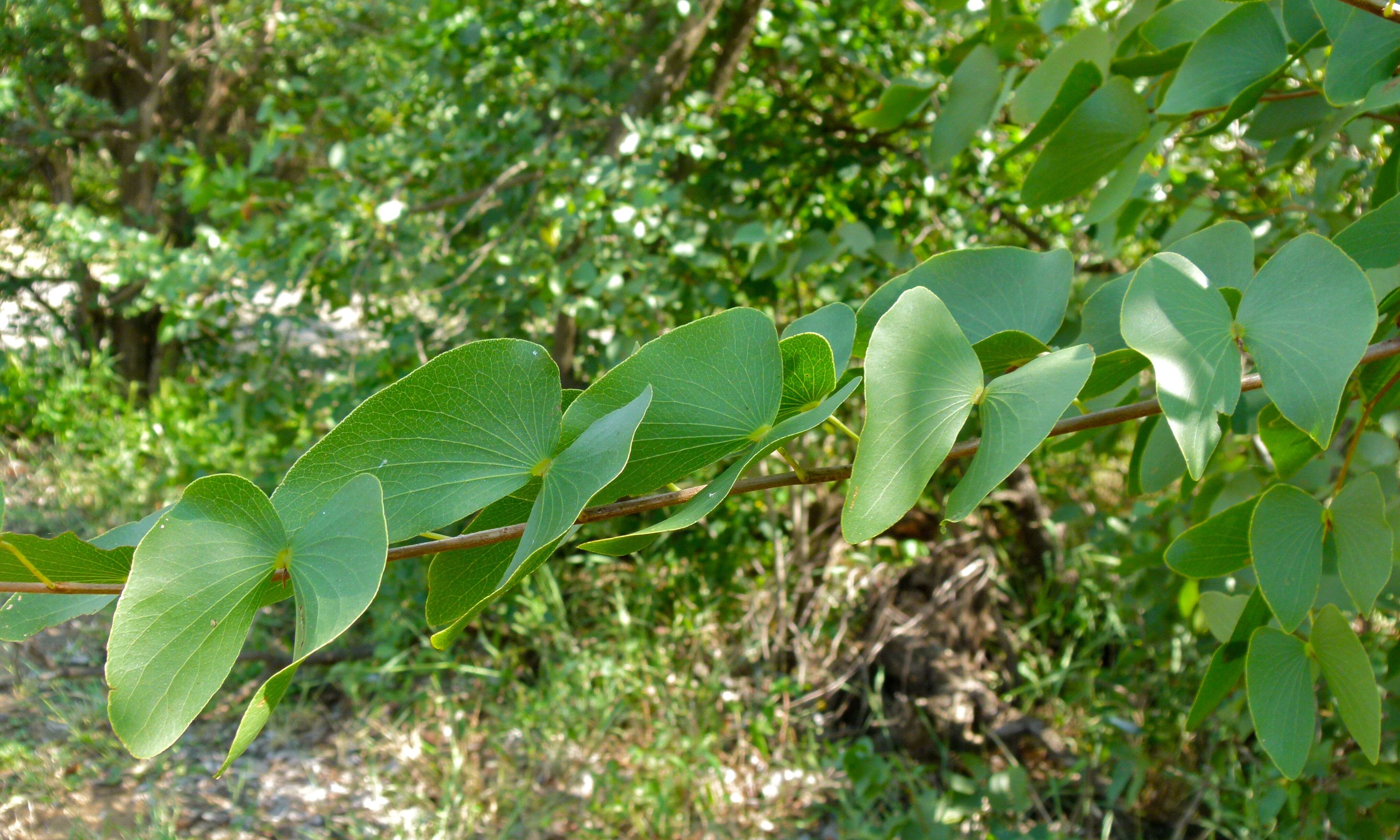 Image of Colophospermum