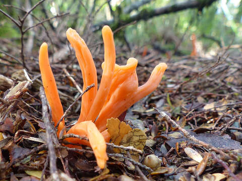 Image of Flame fungus