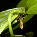 صورة Sobralia luteola Rolfe