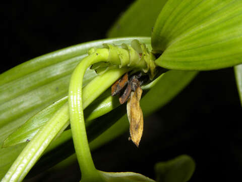 صورة Sobralia luteola Rolfe