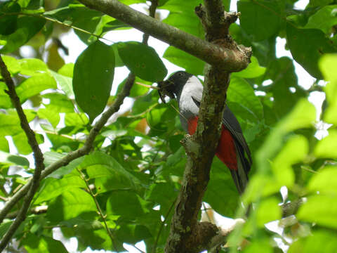 Image of Slaty-tailed Trogon