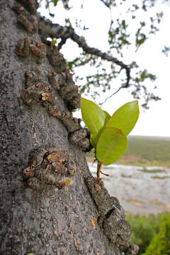 Imagem de Ficus sansibarica Warb.