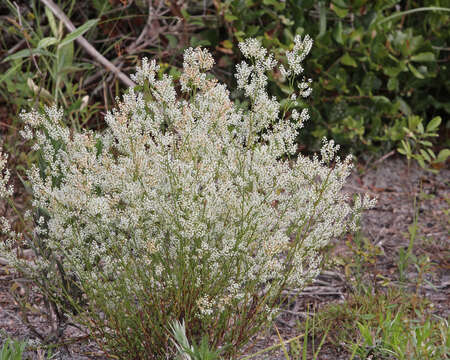 Image of Polygonella