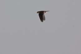 Image of American Kestrel