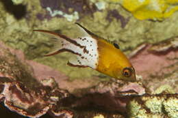 Image of Lyre-tail hogfish