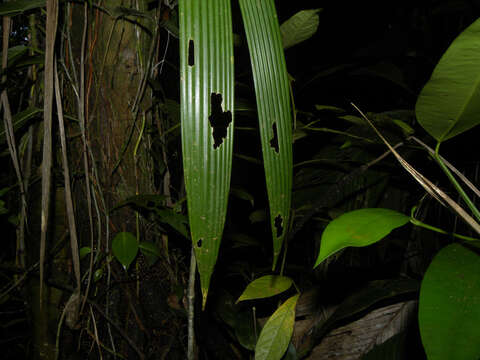 Image of Evodianthus funifer (Poit.) Lindm.