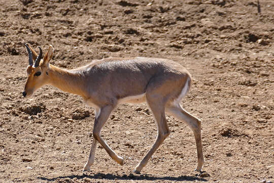 Image of Mountain Reedbuck