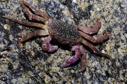 Image of marsh crabs, shore crabs, and talon crabs