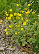 Image of Ranunculus neapolitanus Tenore