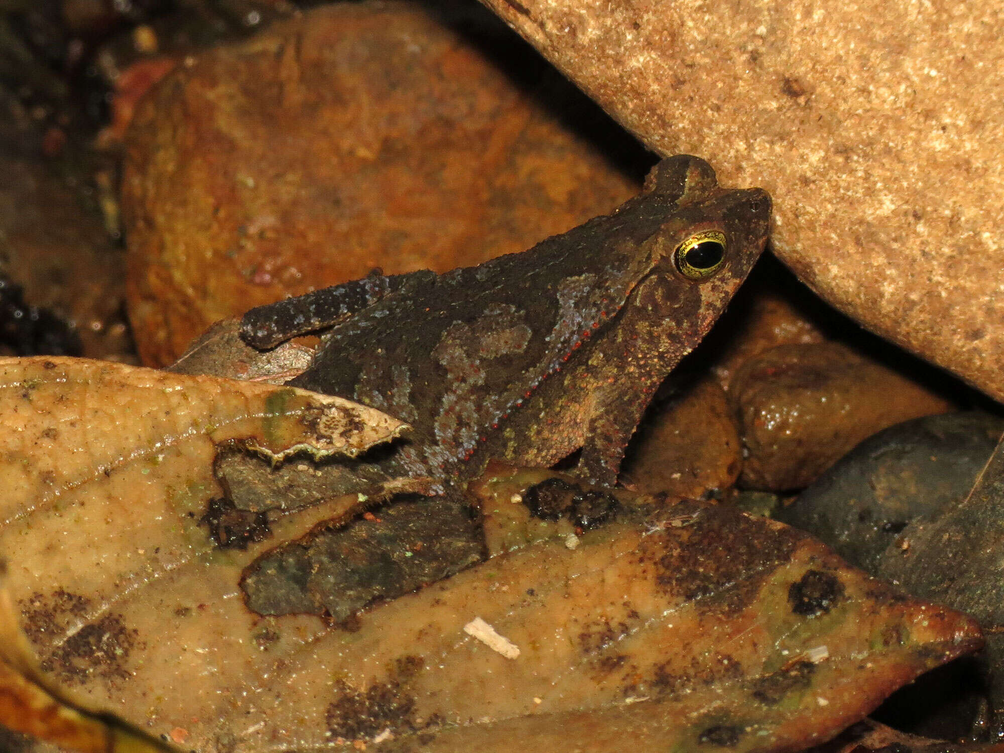 Image of beaked toads