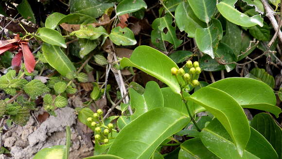 Image of Diplopterys pubipetala (A. Juss.) W. R. Anderson & C. Davis