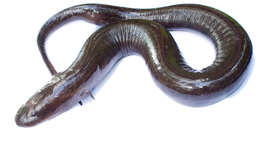 Image de Amphiumidae Gray 1825