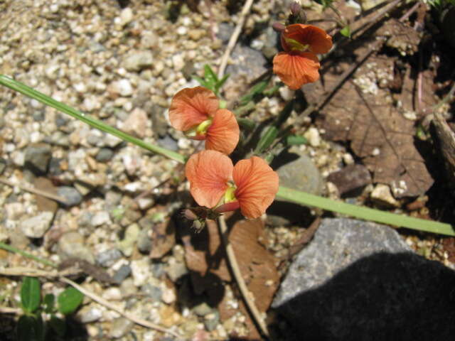 Image of variableleaf bushbean