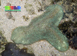 Image of slipper coral