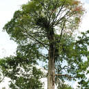 Image of Bursera standleyana L. O. Williams & Cuatrec.