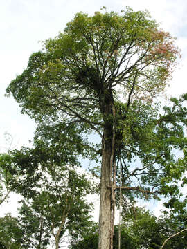 Image of Bursera standleyana L. O. Williams & Cuatrec.