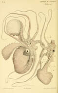 Image de Argonauta nodosus Lightfoot 1786