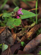 Image of purple archangel