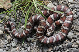 Image of Lampropeltis triangulum triangulum