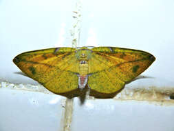 Image of Omiza