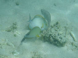 Image of Cuvier's Surgeonfish