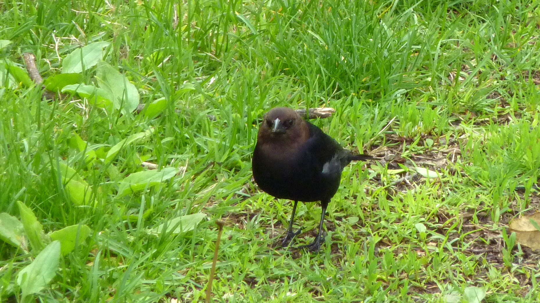 Image of Cowbird