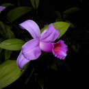 صورة Sobralia labiata Warsz. & Rchb. fil.