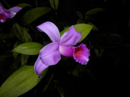 Image of Sobralia labiata Warsz. & Rchb. fil.