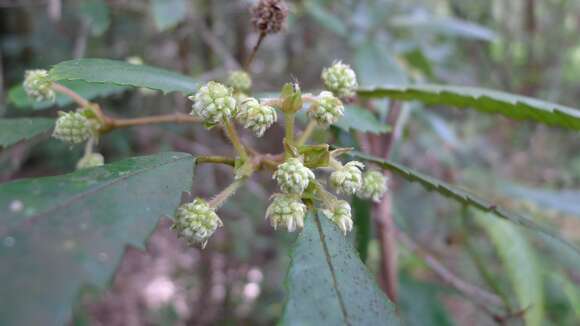 Image of black wattle