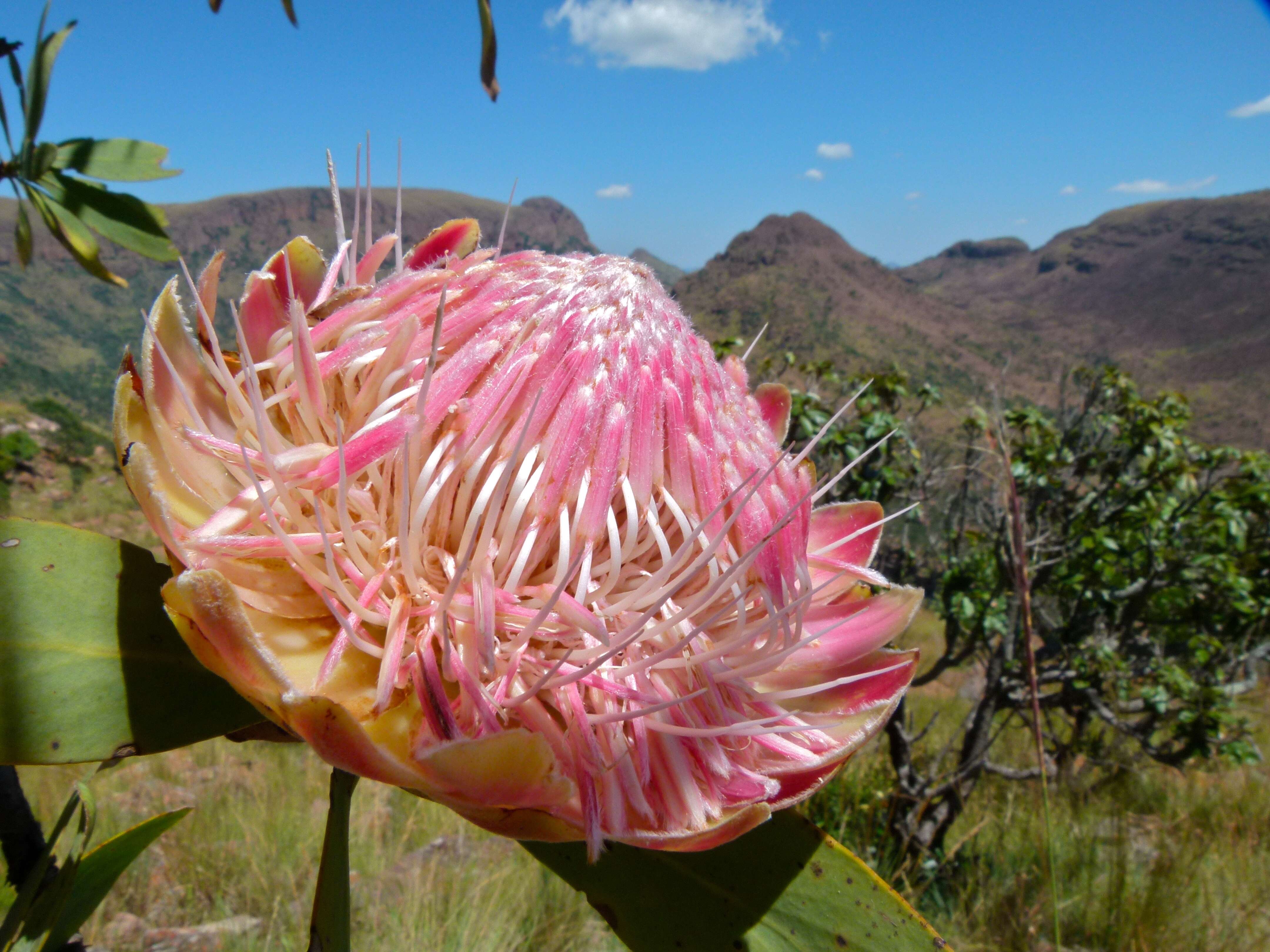 Image of Highveld protea