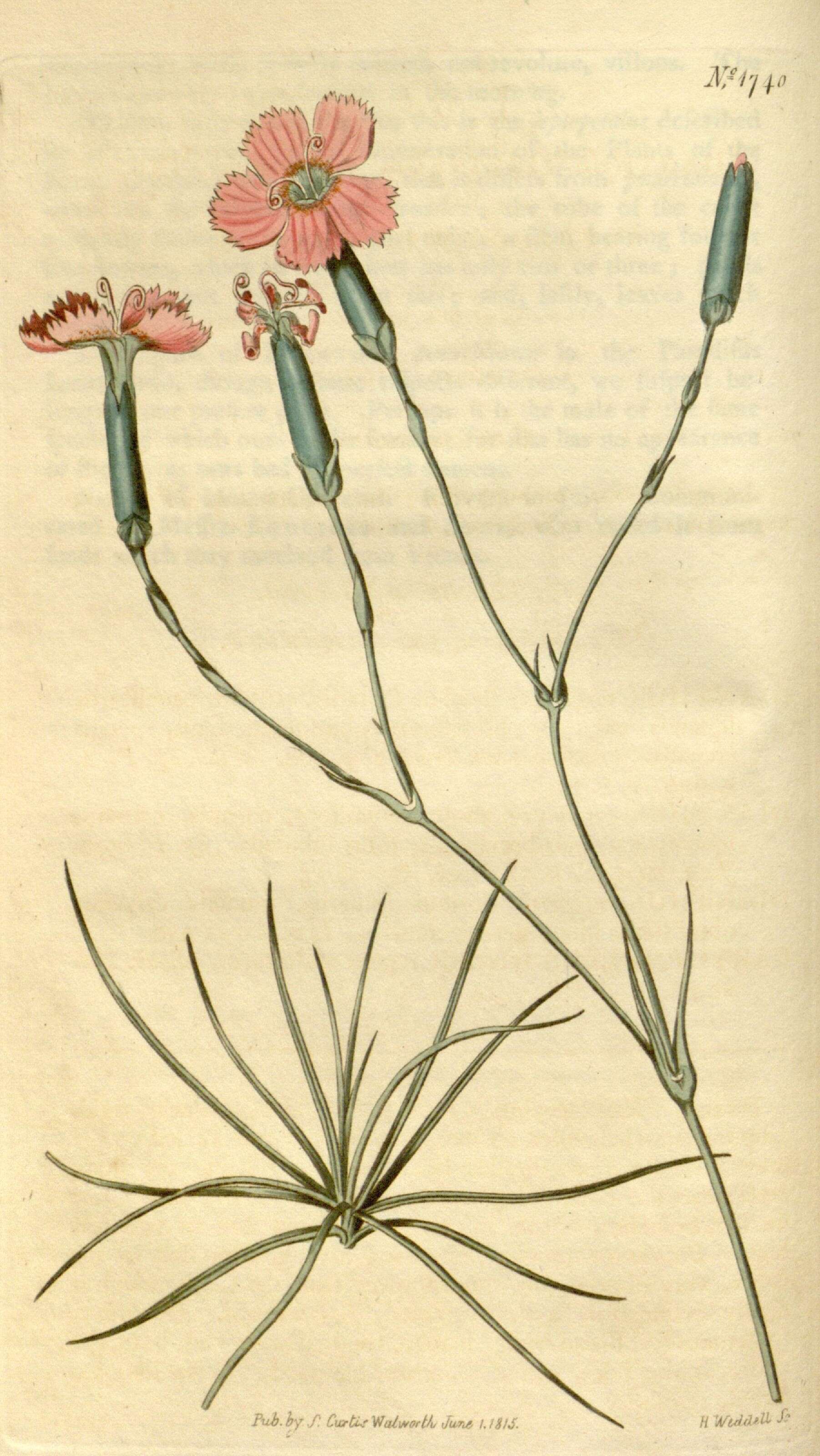 Image of Dianthus humilis Willd. ex Ledeb.