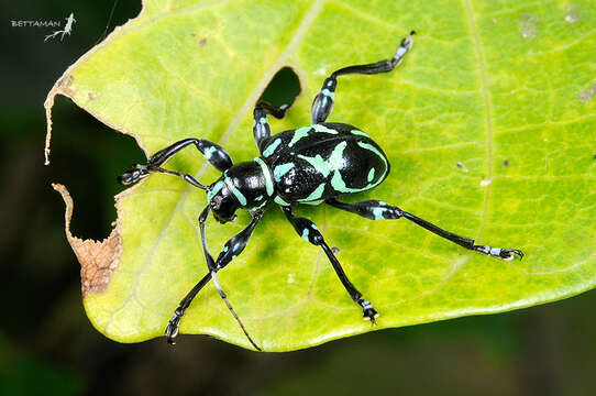 Image of Doliops similis Miwa & Mitono 1933