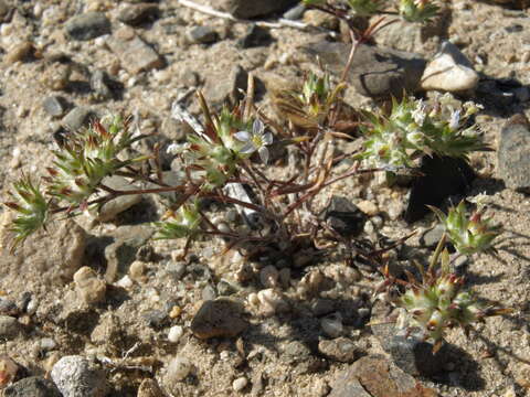 Image de Eriastrum