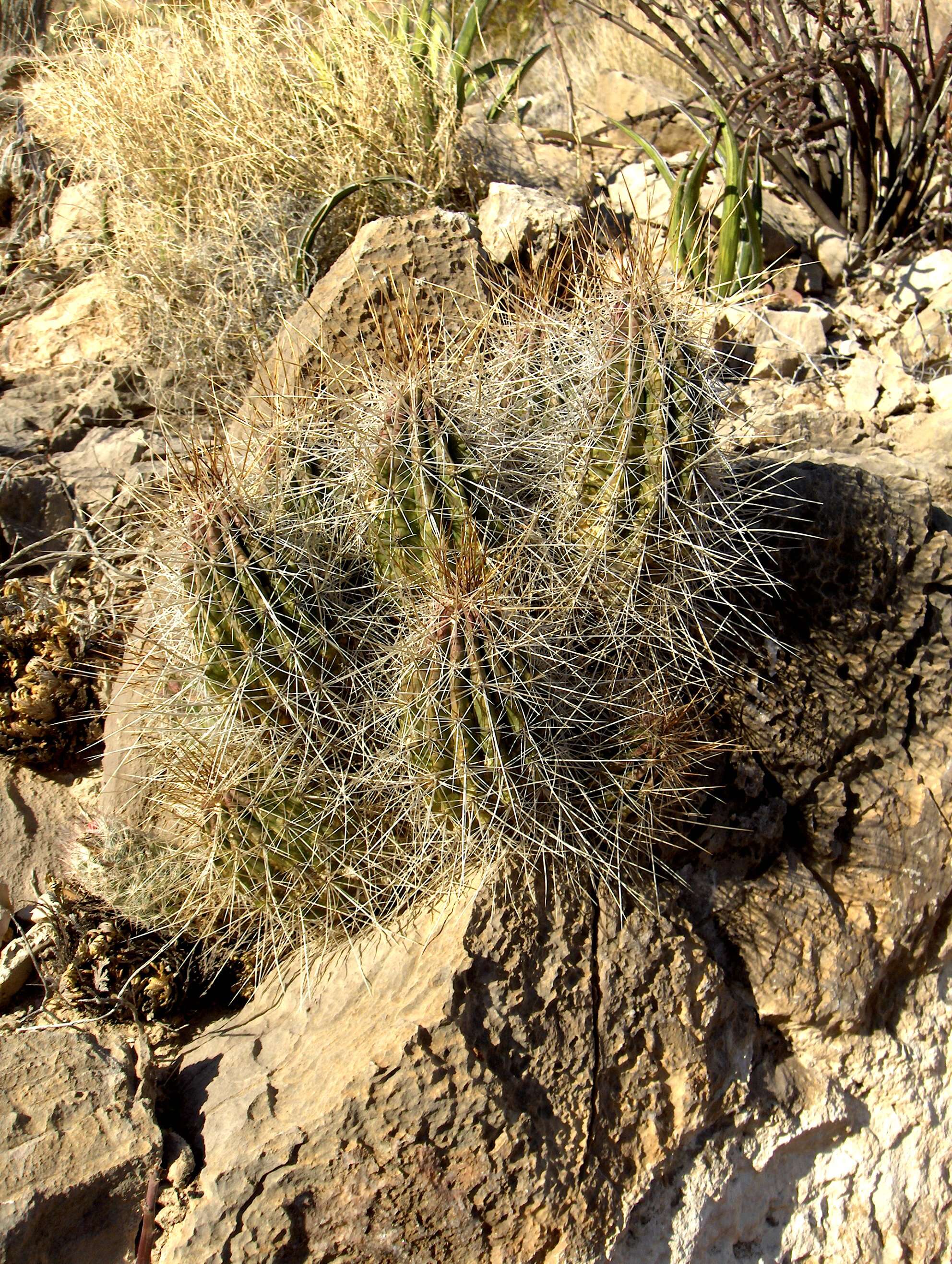 Image of Strawberry Cactus