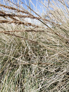 Image of muhly