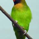 Image of Black-cheeked Lovebird