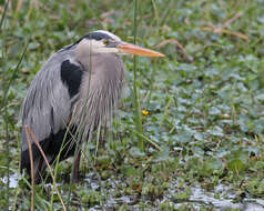 Image of Ardea Linnaeus 1758