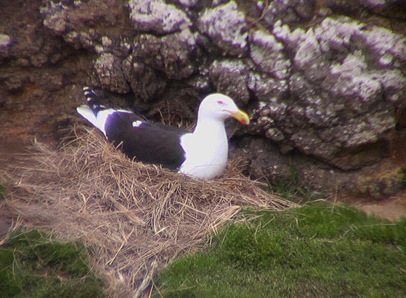 Image of Larus Linnaeus 1758