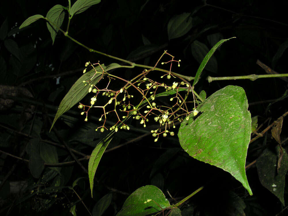 Image of Conostegia dissitiflora (Almeda) Kriebel