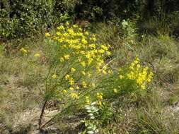 Image of coastal plain honeycombhead