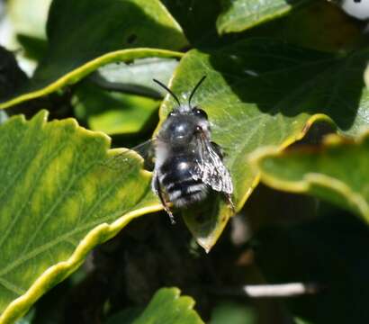 Image of Anthophora alluaudi Pérez 1902