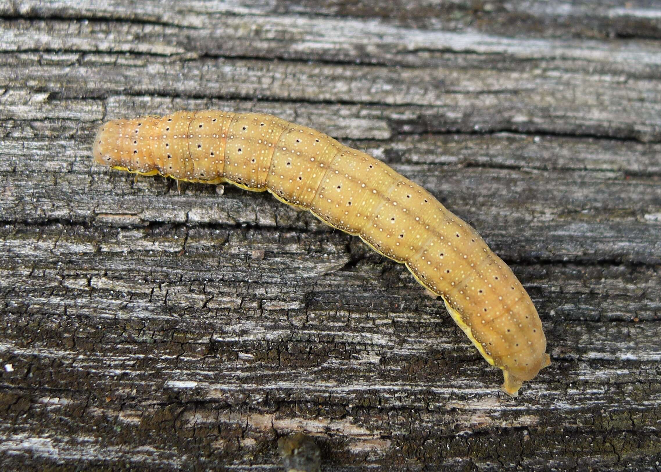 Image of bright-line brown-eye