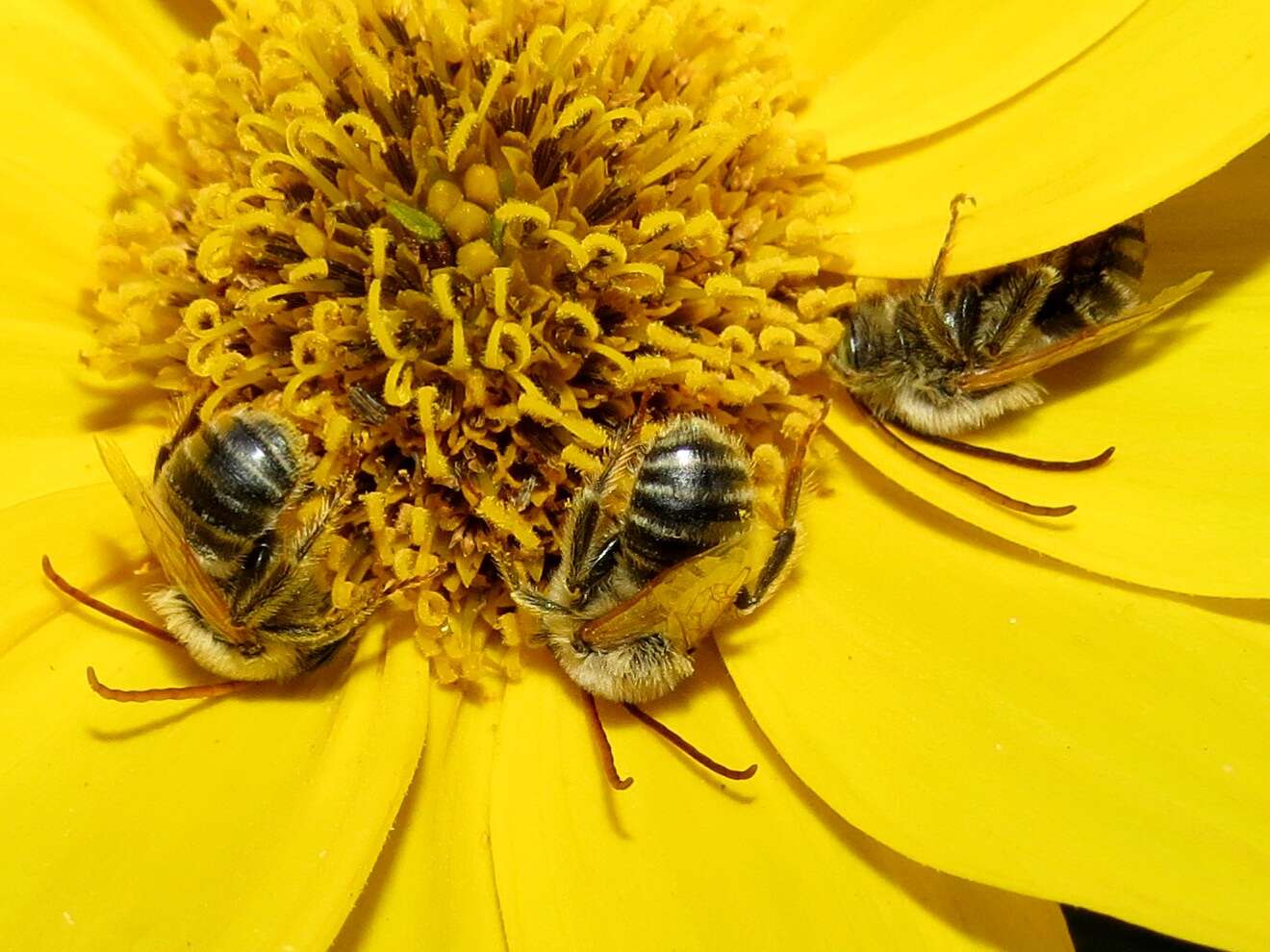 Image of Long-horned Bees