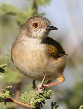 Image of Bleating Bush Warbler