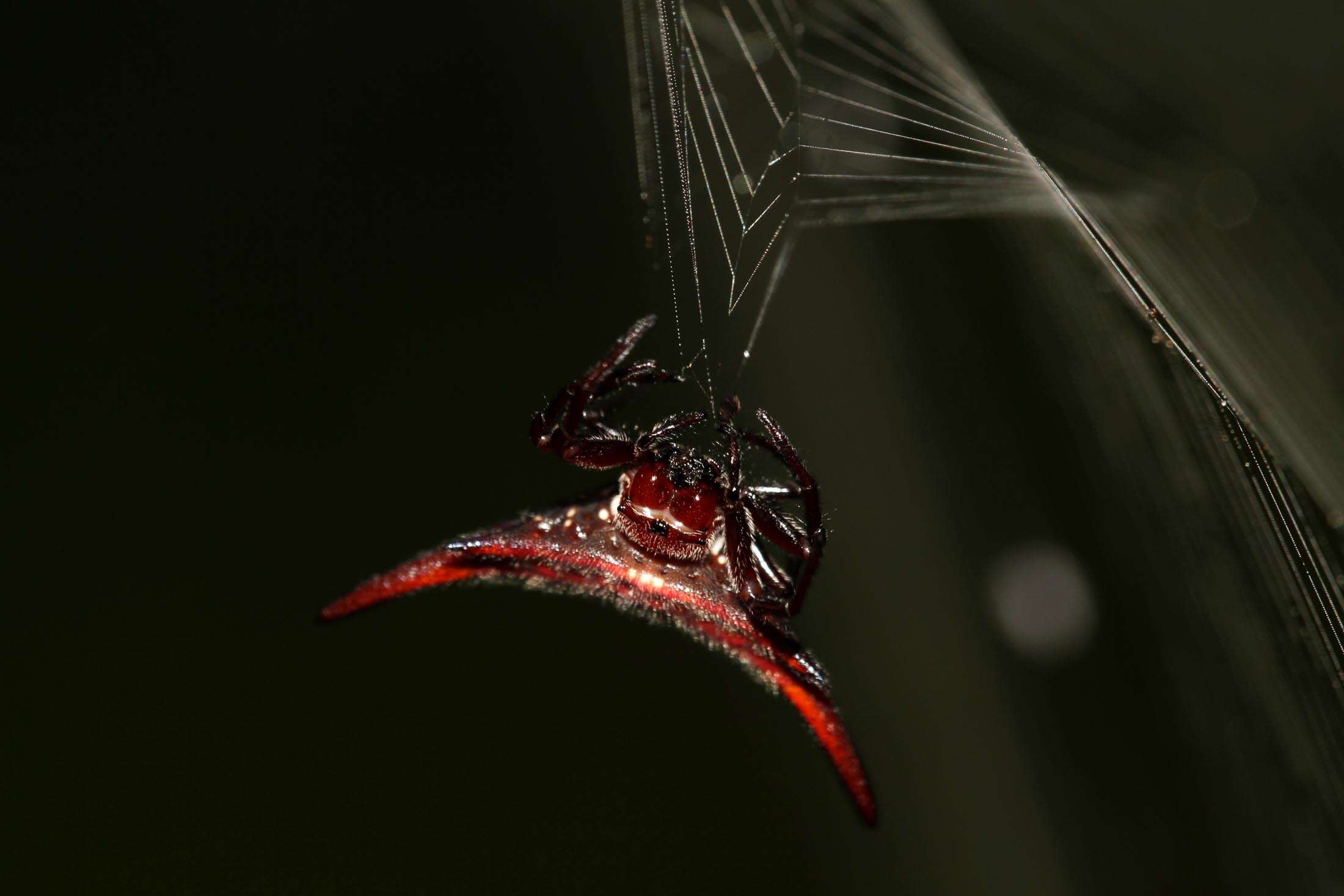 Image of Spiny orb-weaver