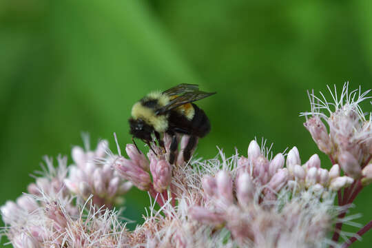 Слика од Bombus affinis Cresson 1864