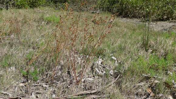 Image of Limonium australe (R. Br.) Kuntze