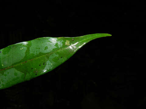 Image of Ocotea multiflora H. van der Werff