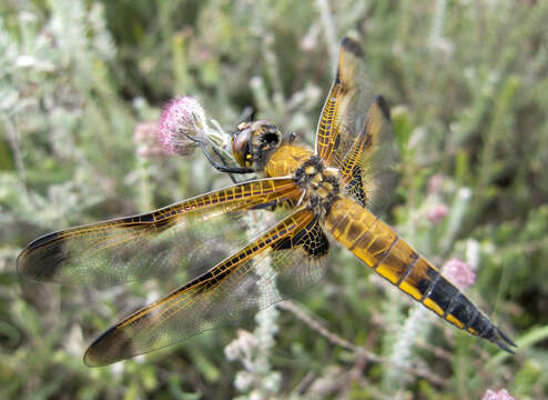 Image of Four-spotted Chaser